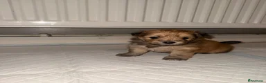 Mixed Breed Puppy 5