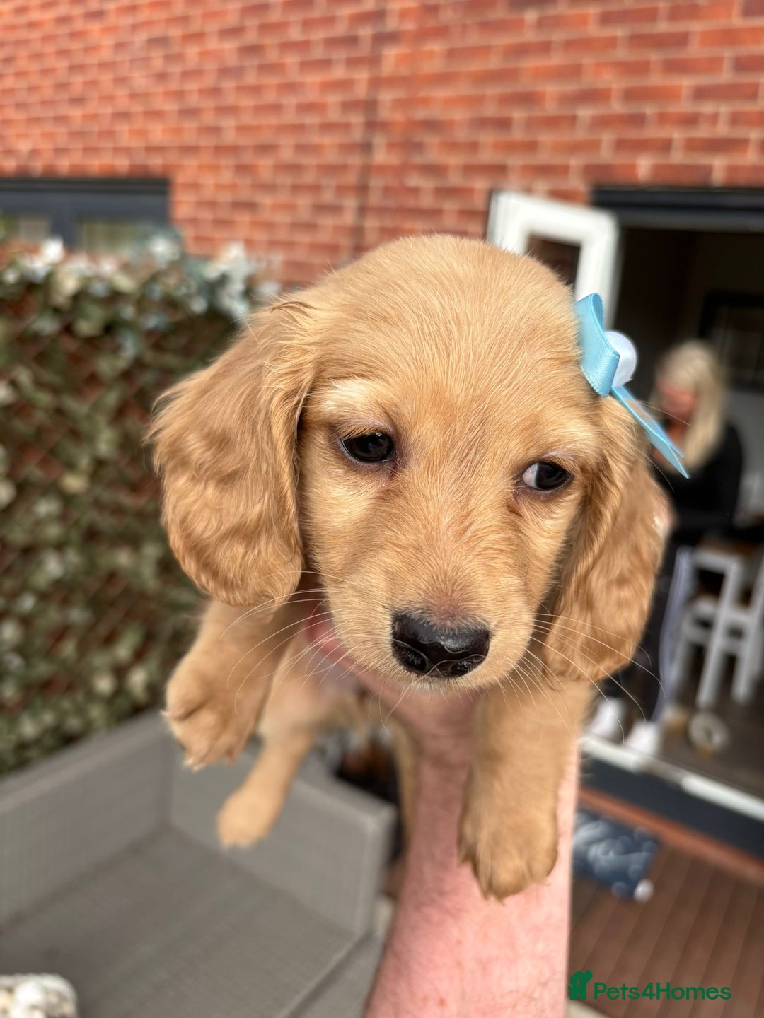 Miniature Dachshund dogs for sale: Long hair cream mini dachshund puppies 30th july in Liverpool - Image 14