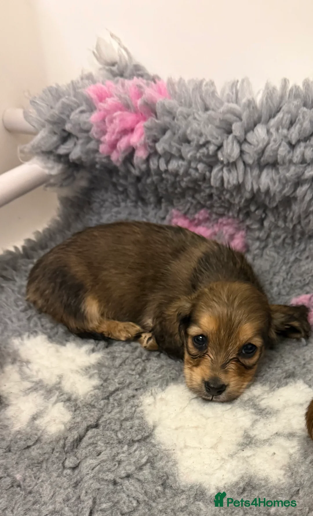 Miniature Dachshund dogs for sale: Miniature long haired Dachshund puppies Kc reg  - Advert 19