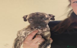 Mixed Breed dogs for sale: Brindle female whippet lurcher  - Image 11