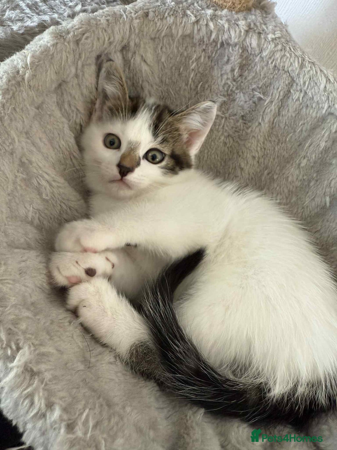 Mixed Breed cats for sale: TWO LEFT! Beautiful kittens ready for 5/10/25 - Image 29