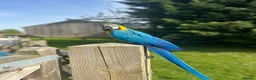 Macaws birds for sale: Stunning & funny Macaw - Advert 4