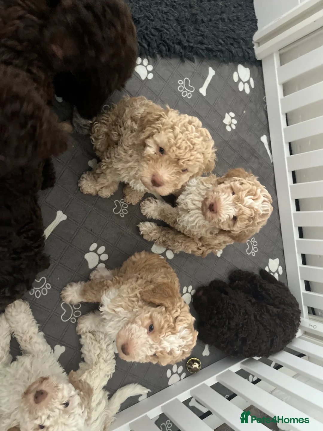 Lagotto Romagnolo dogs for sale: Amazing Lagotto Romagnolo Truffle Trained Puppies  - Advert 2