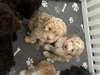 Lagotto Romagnolo dogs Adorable Lagotto Romagnolo Truffle trained Puppy - Advert 2