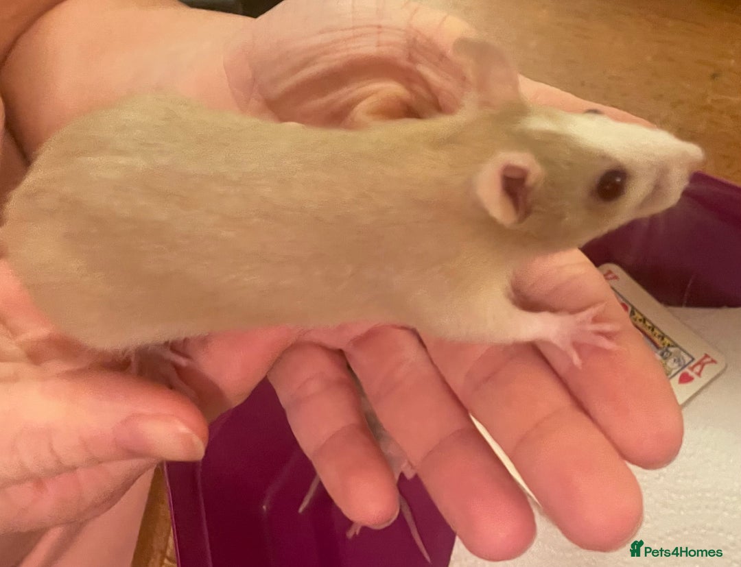 Rat rodents for sale: Baby dwarf rats  - Image 2