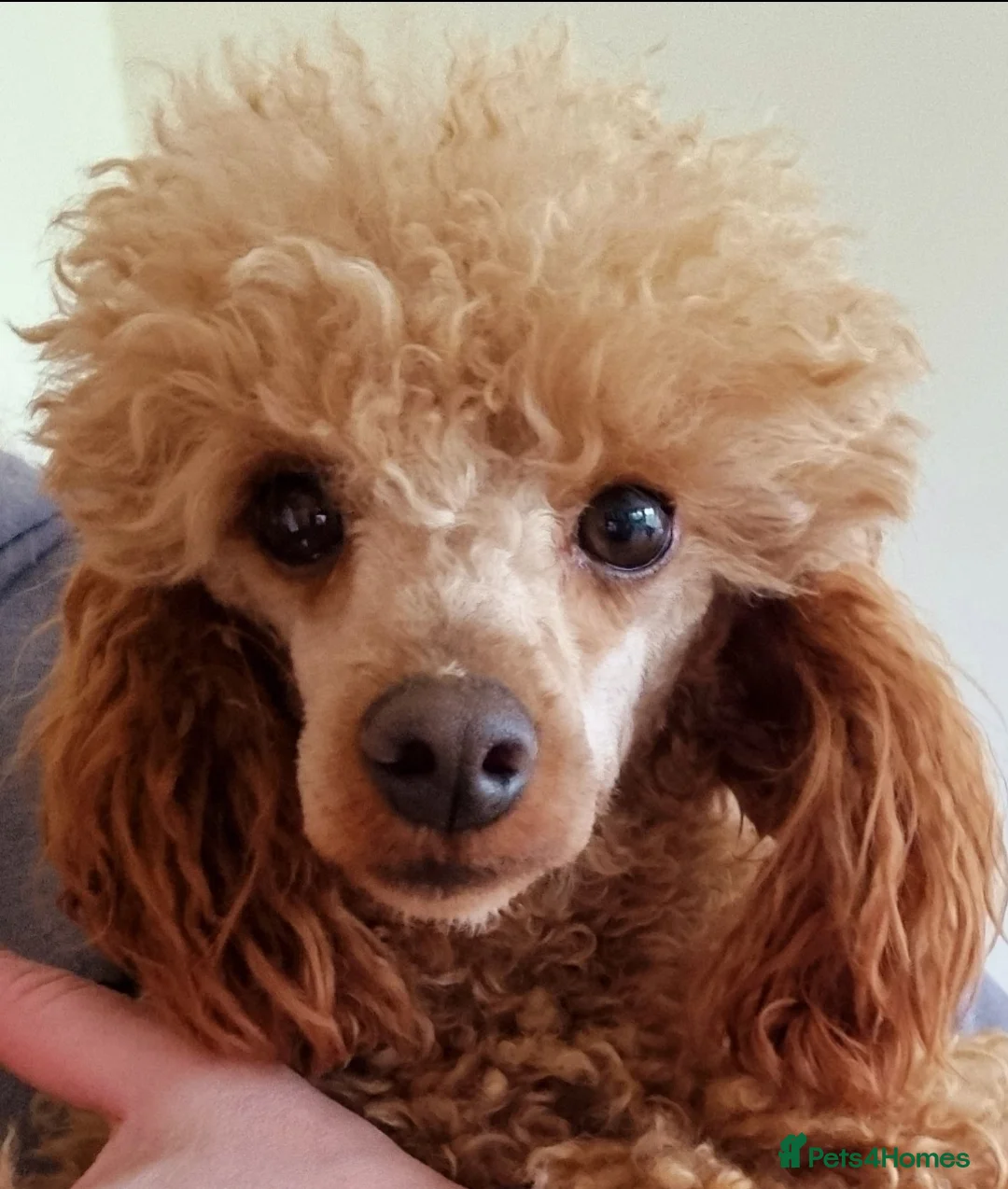 Toy Poodle dogs for stud: Toy Poodle stud - Health Tested in Aberdeen - Advert 6