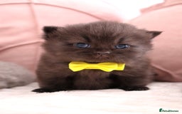 British Shorthair cats for sale: 🎄 British Shorthair - Ready 21 December - Image 8