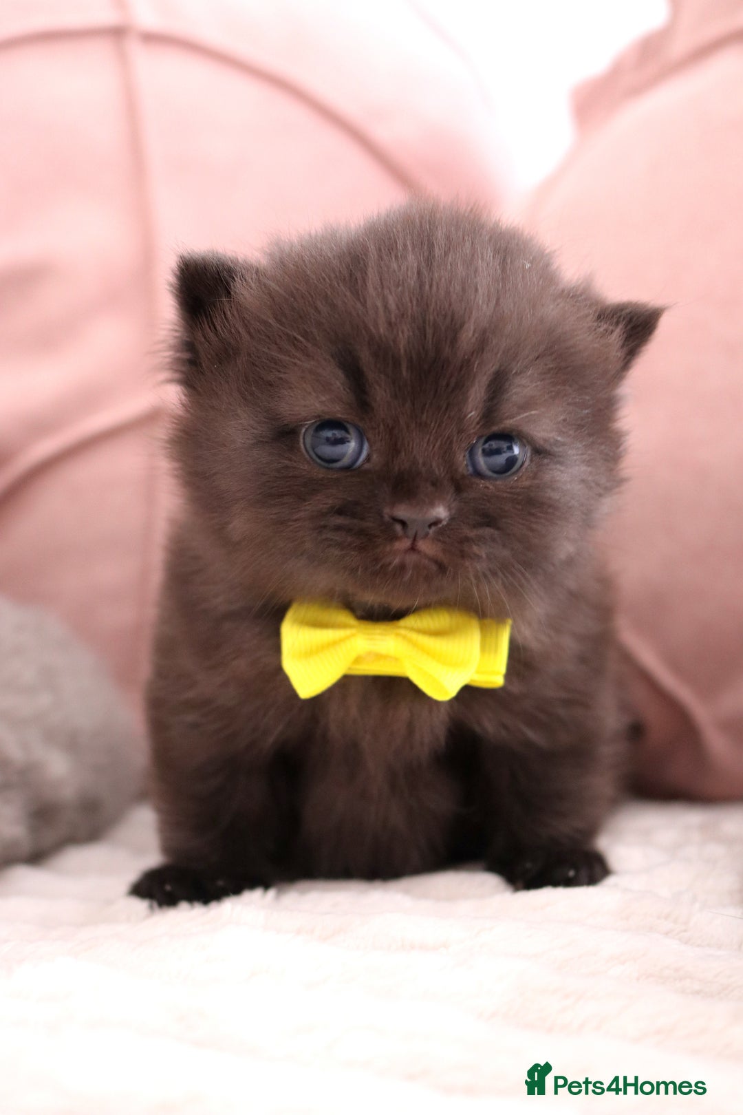 British Shorthair cats for sale: 🎄 British Shorthair - Ready 21 December - Image 8