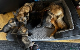 German Shepherd dogs for sale: Last female-health and temperament tested parents - Image 15
