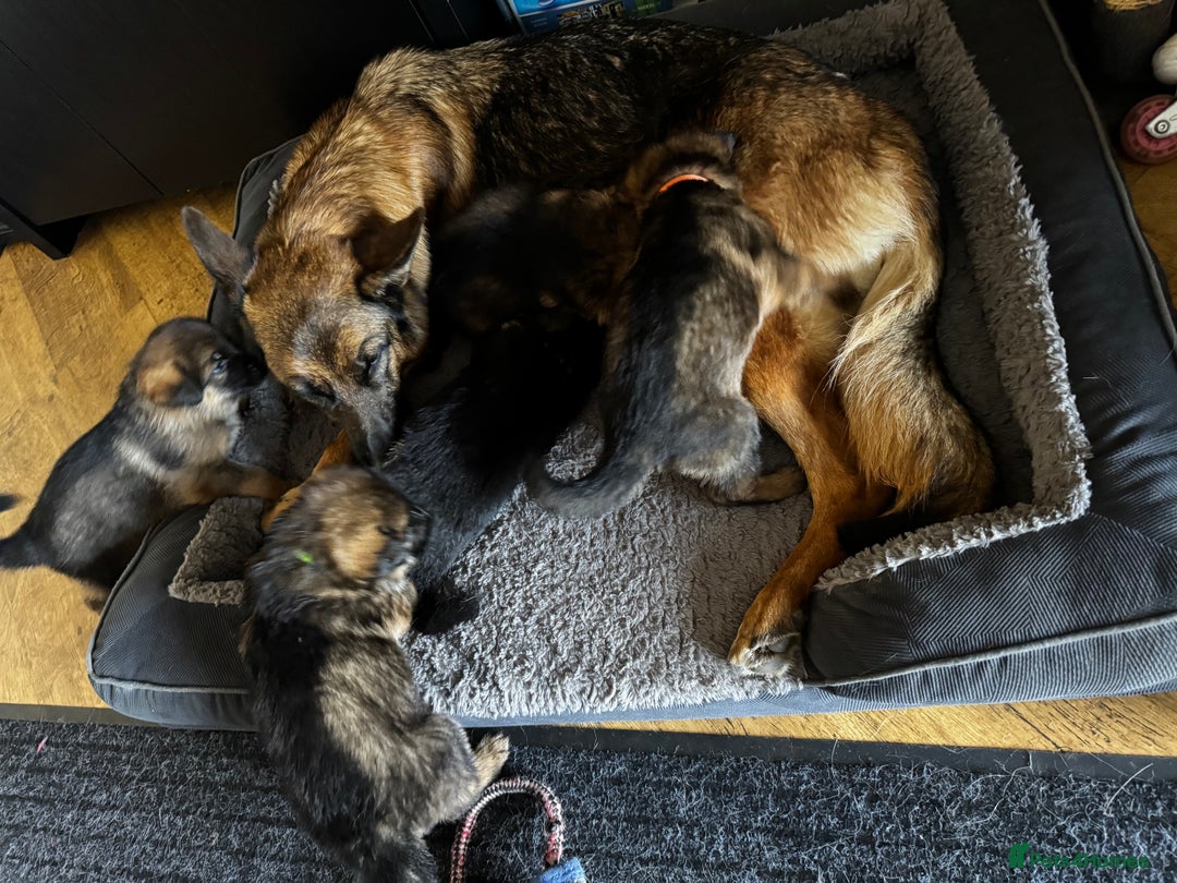 German Shepherd dogs for sale: Last female-health and temperament tested parents - Image 15