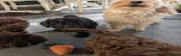 Labradoodle dogs for sale: 🐾Quality F1BB Mini Labradoodle Pups🐾  - Advert 6