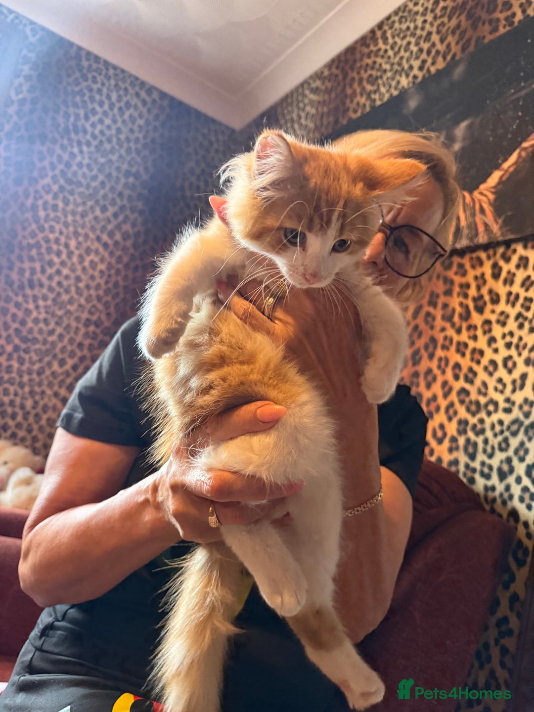 Mixed Breed cats for sale: A BOY AND A GIRL, READY NOW  - Image 6