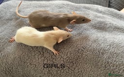 Rat rodents for sale: Baby dumbo rats for sale - Image 11