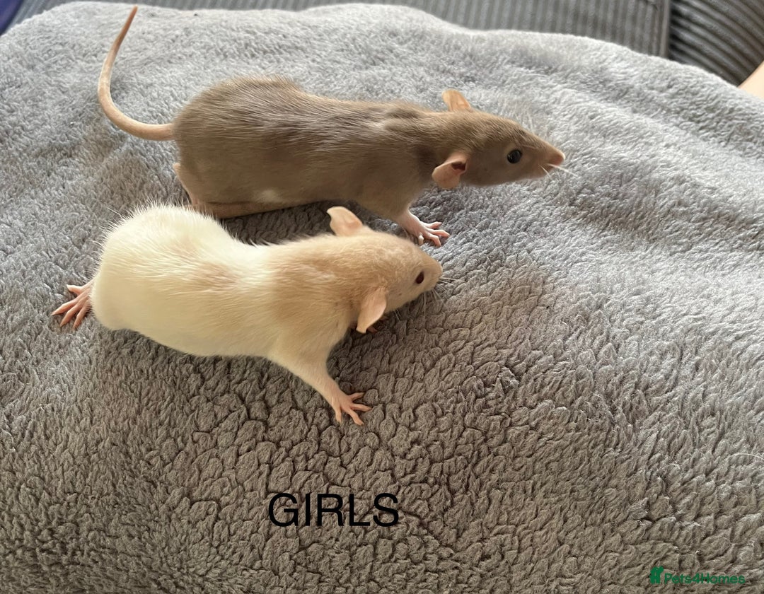 Rat rodents for sale: Baby dumbo rats for sale - Image 11