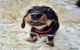 Dachshund dogs for sale: Dachshund - Miniatures wires  - Image 4
