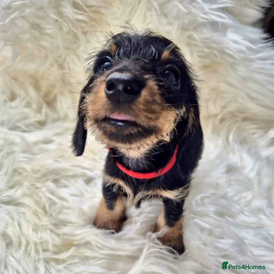 Dachshund dogs for sale: Dachshund - Miniatures wires  - Image 4