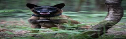 Belgian Shepherd Dog dogs for sale: Belgian Malinois available for active home  in Reading - Advert 2