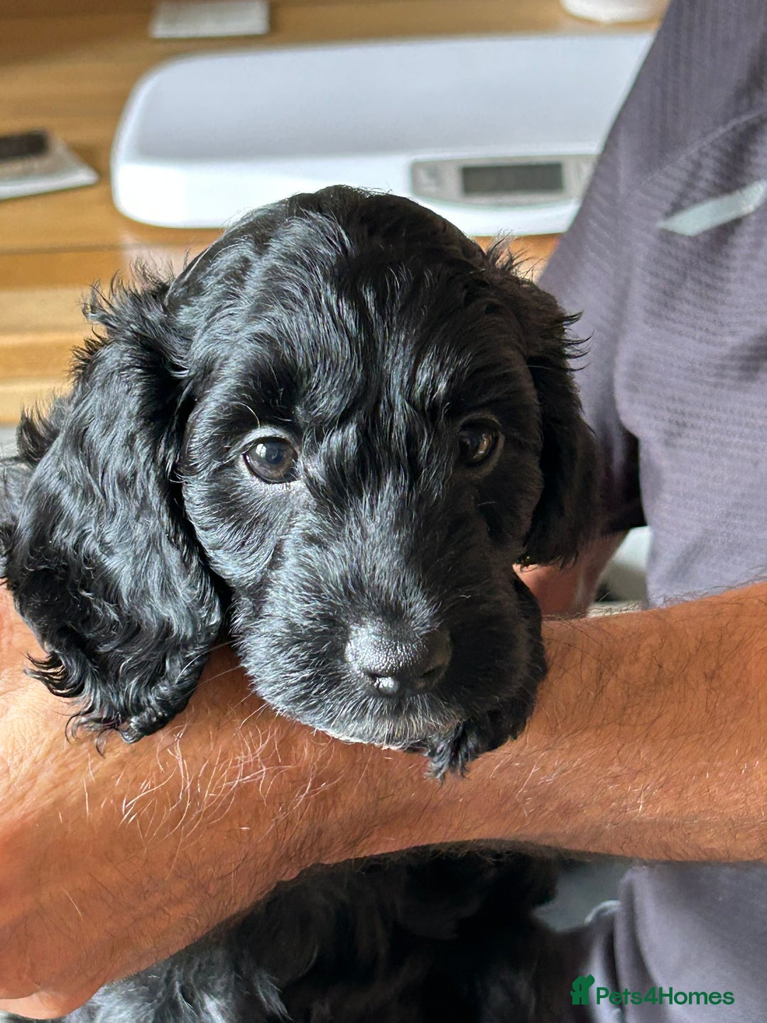 Cockapoo dogs for sale: F2 Cockapoo Puppies - Image 19