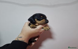 Miniature Dachshund dogs for sale: 5 gorgeous miniature dachshund puppies for sale  - Image 15
