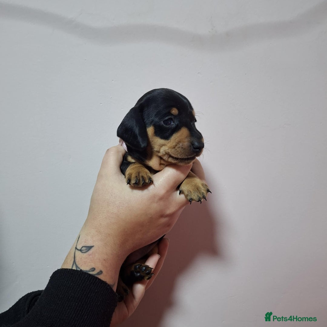 Miniature Dachshund dogs for sale: 5 gorgeous miniature dachshund puppies for sale  - Image 15