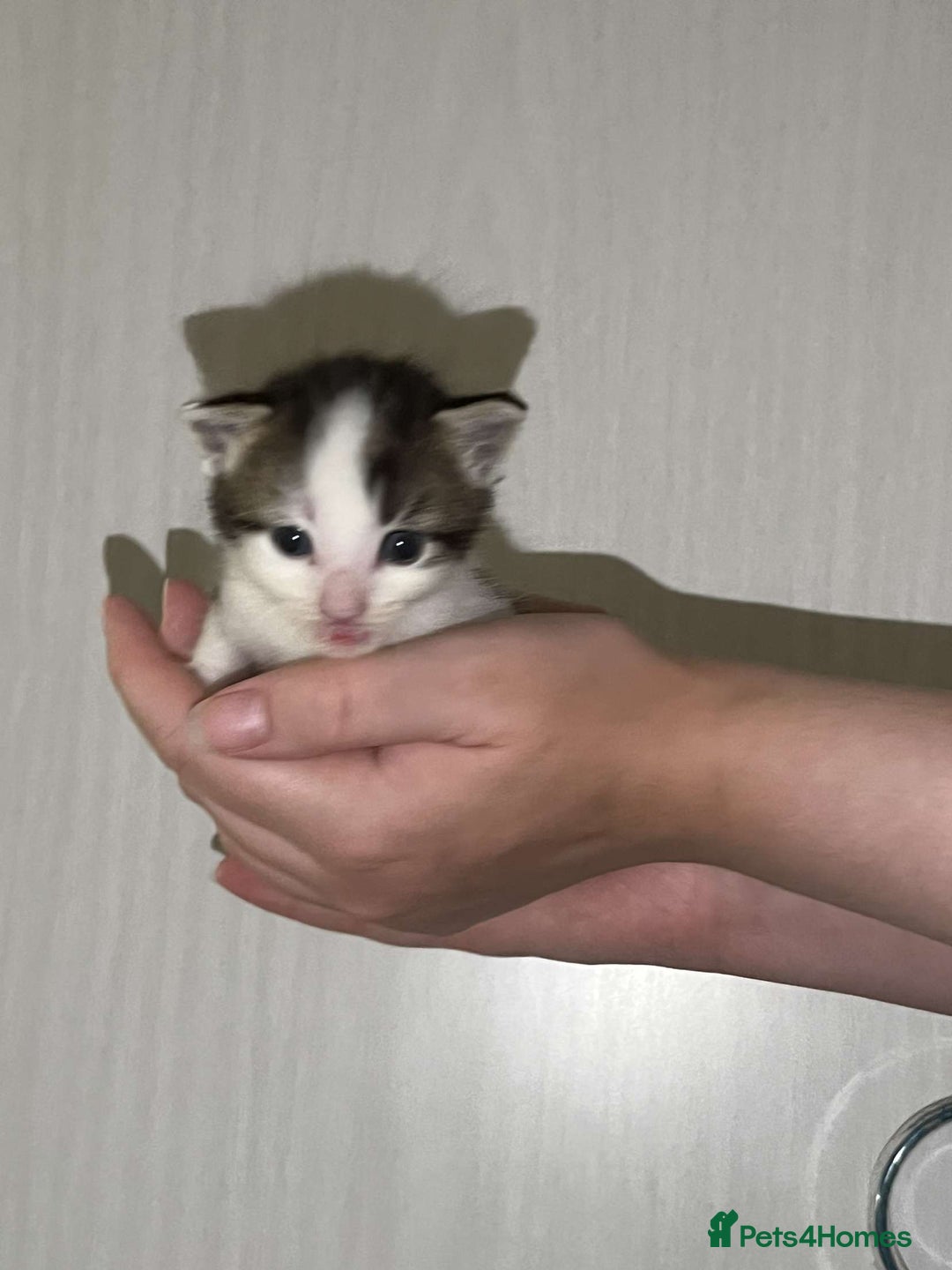 Mixed Breed cats for sale: Gorgeous kittens for sale  - Image 10