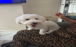 Mixed Breed dogs for sale: Mr Luka  - Image 6