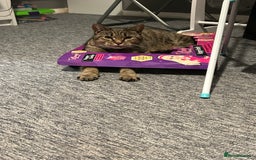 Domestic Shorthair cats for sale: Cat needing rehoming - Image 2