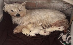 West Highland Terrier dogs for sale: West White Highland Terrier - KC registered  - Image 9