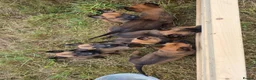 Belgian Shepherd Dog dogs for stud: Belgian Shepherd Dog For Stud - Advert 2