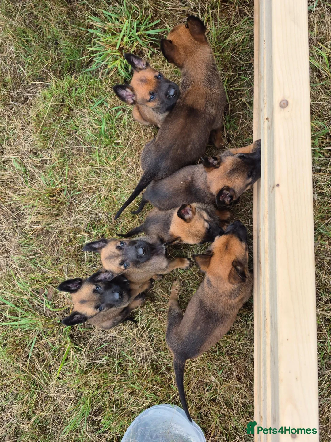 Belgian Shepherd Dog dogs for stud: Belgian Shepherd Dog For Stud - Advert 2