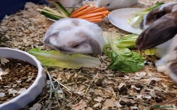Mixed Breed rabbits for sale: 3 mini lop baby rabbits for sale  - Image 3