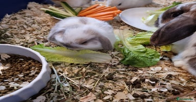 Mixed Breed rabbits - Advert 2