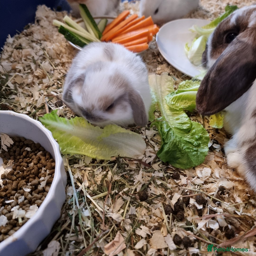 Mixed Breed rabbits for sale: 3 mini lop baby rabbits for sale  - Image 3