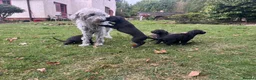 Mixed Breed dogs for sale: Bedlington Whippet Puppies 🐶🐾🐾 - Advert 10