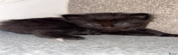 Mixed Breed cats for sale: Four Stunning Ragdoll  & Ragamuffin kittens  - Advert 25