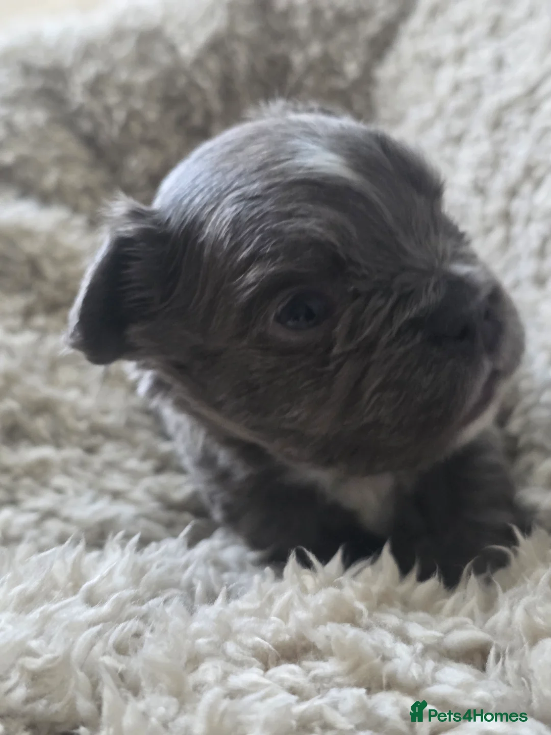 French Bulldog dogs for sale: French Bulldog (4 visual Fluffys) - Advert 17