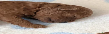 Cavapoo 3