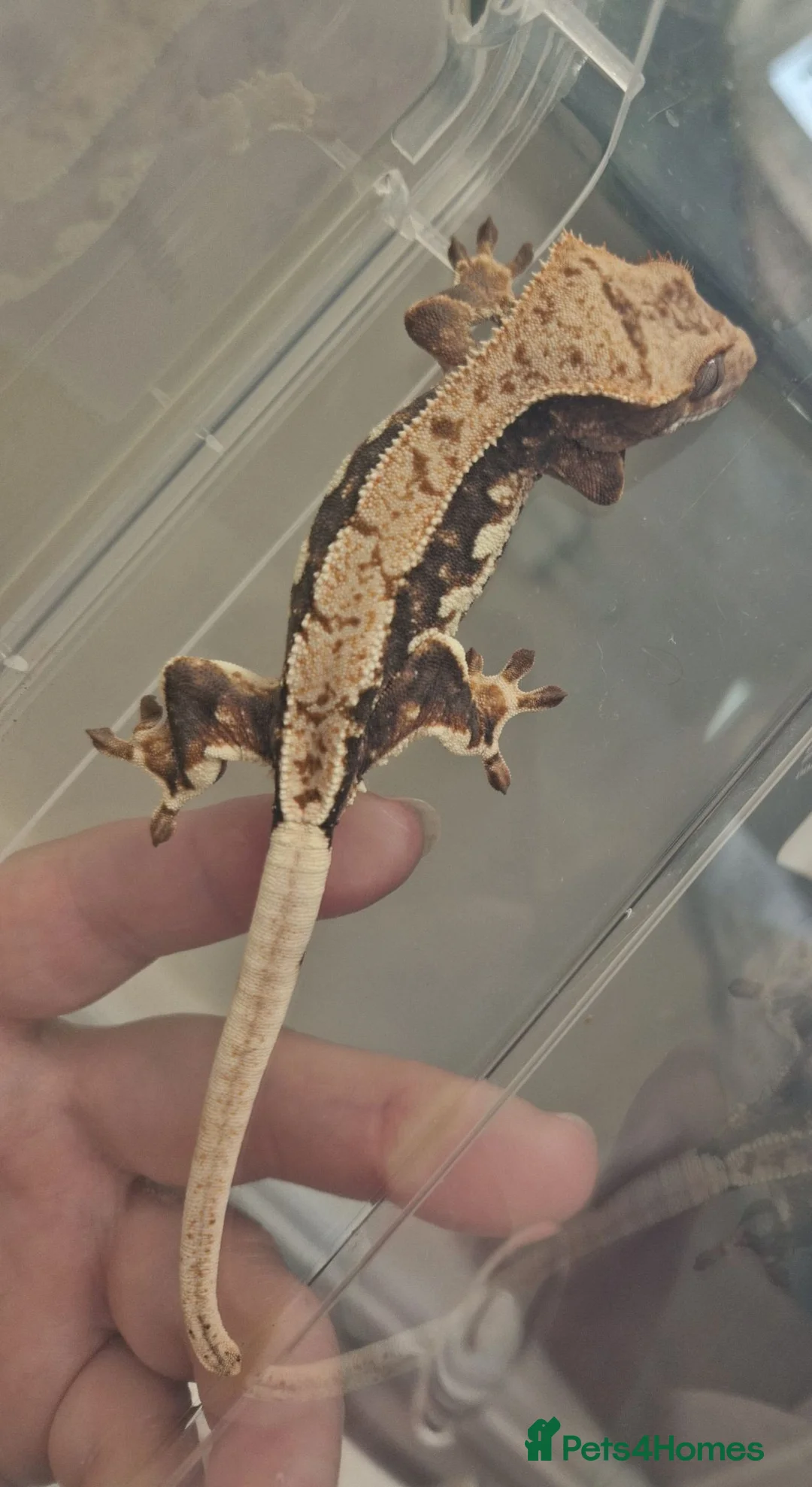Gecko reptiles for sale: Crested Gecko - collection only - Advert 2