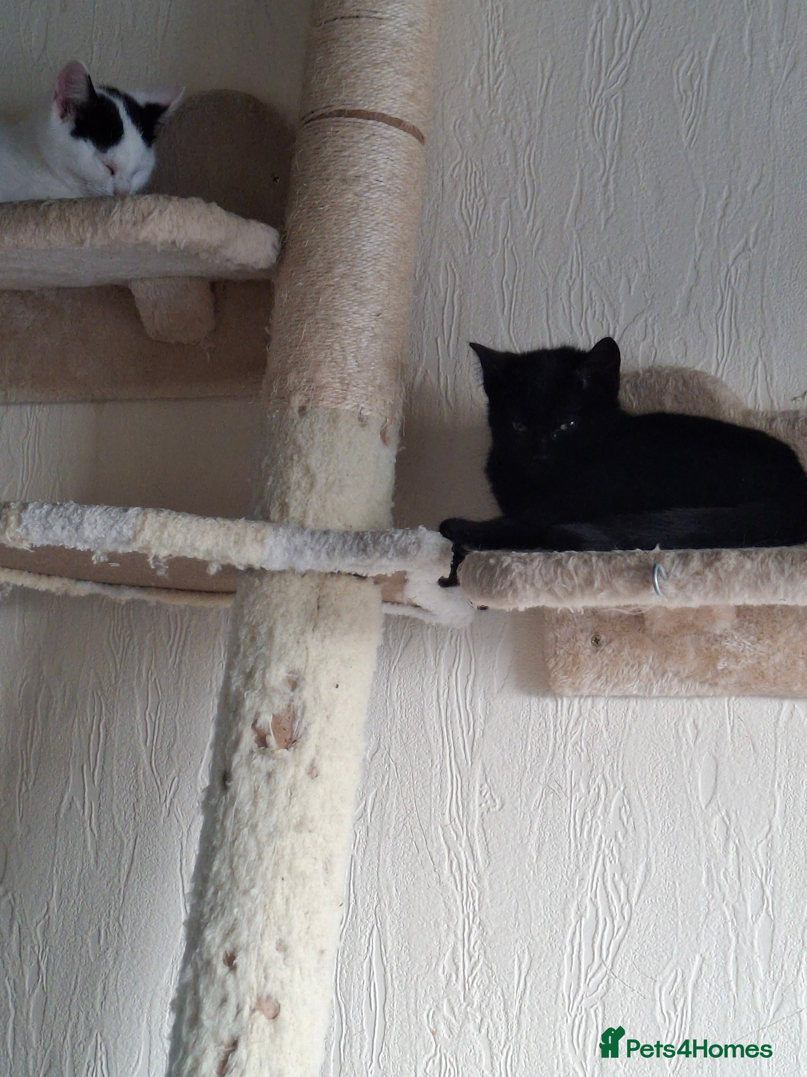 Mixed Breed cats Leila needs a loving home 🏡 - Advert 6