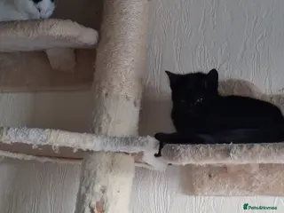 Mixed Breed cats Leila needs a loving home 🏡 - Advert 11