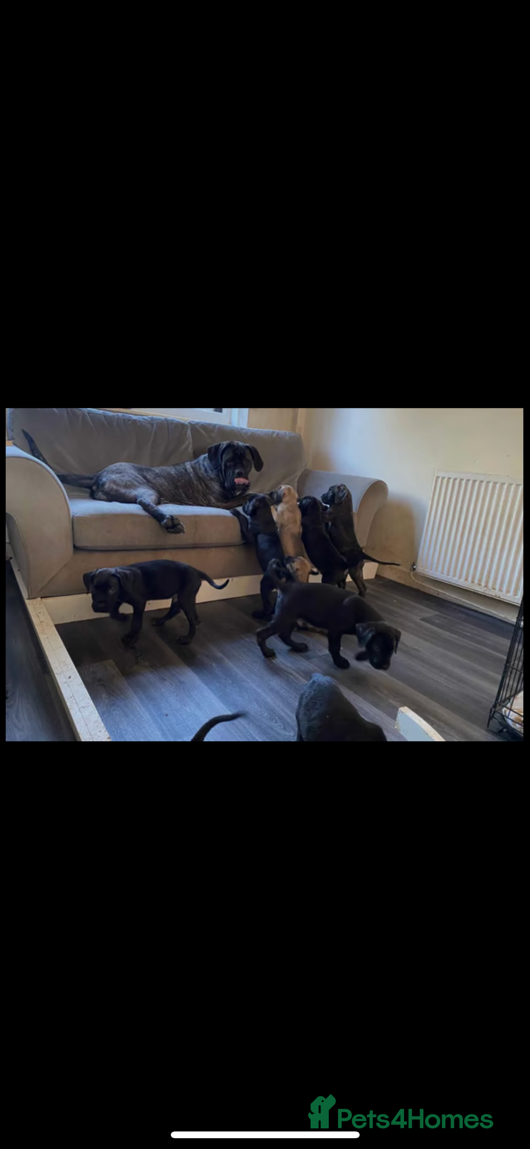 Cane Corso dogs for sale: Cane corso puppies - ready to leave  - Image 2