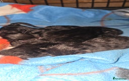 Siamese cats for sale: Siamese X British short hair  - Image 4