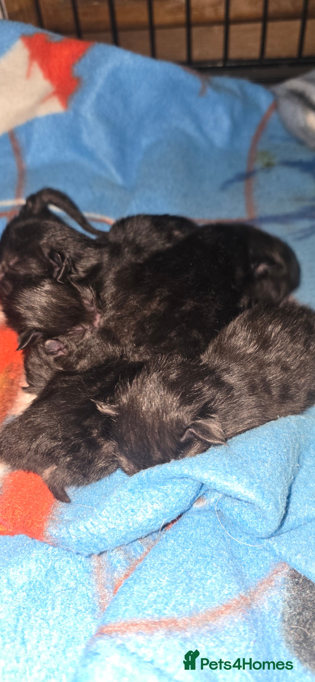 Siamese cats for sale: Siamese X British short hair  - Image 4