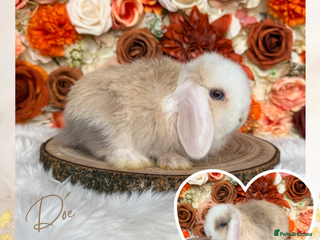 Mini Lop rabbits VACCINATED PUREBRED MINI LOPS - Advert 7