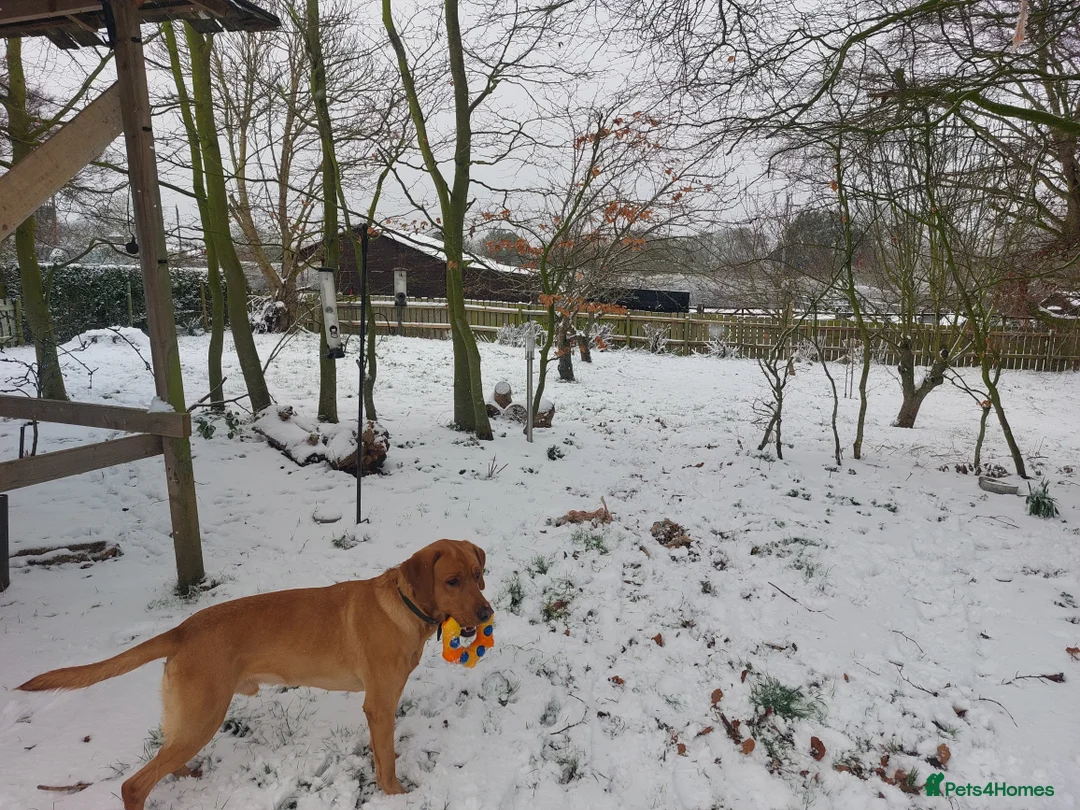Labrador Retriever dogs for stud: Dexter. 3 years old. KC registered - Advert 7