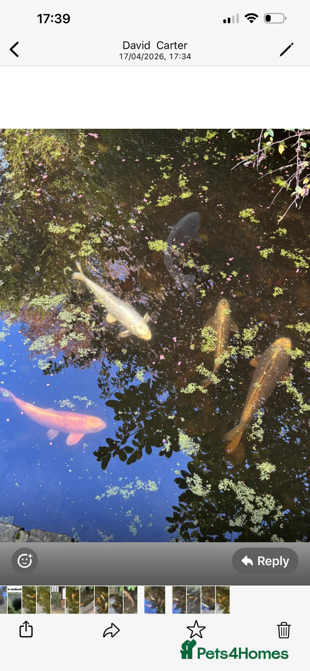 Koi Carp fish for sale: 6-7 Koi Carp for sale  in West Byfleet - Advert 1