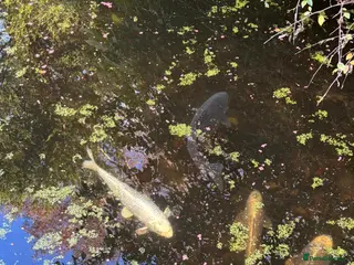 Koi Carp fish 6-7 Koi Carp for sale - Advert 4