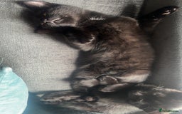Domestic Shorthair cats for sale: Sweet and playful black Kittens - Image 4