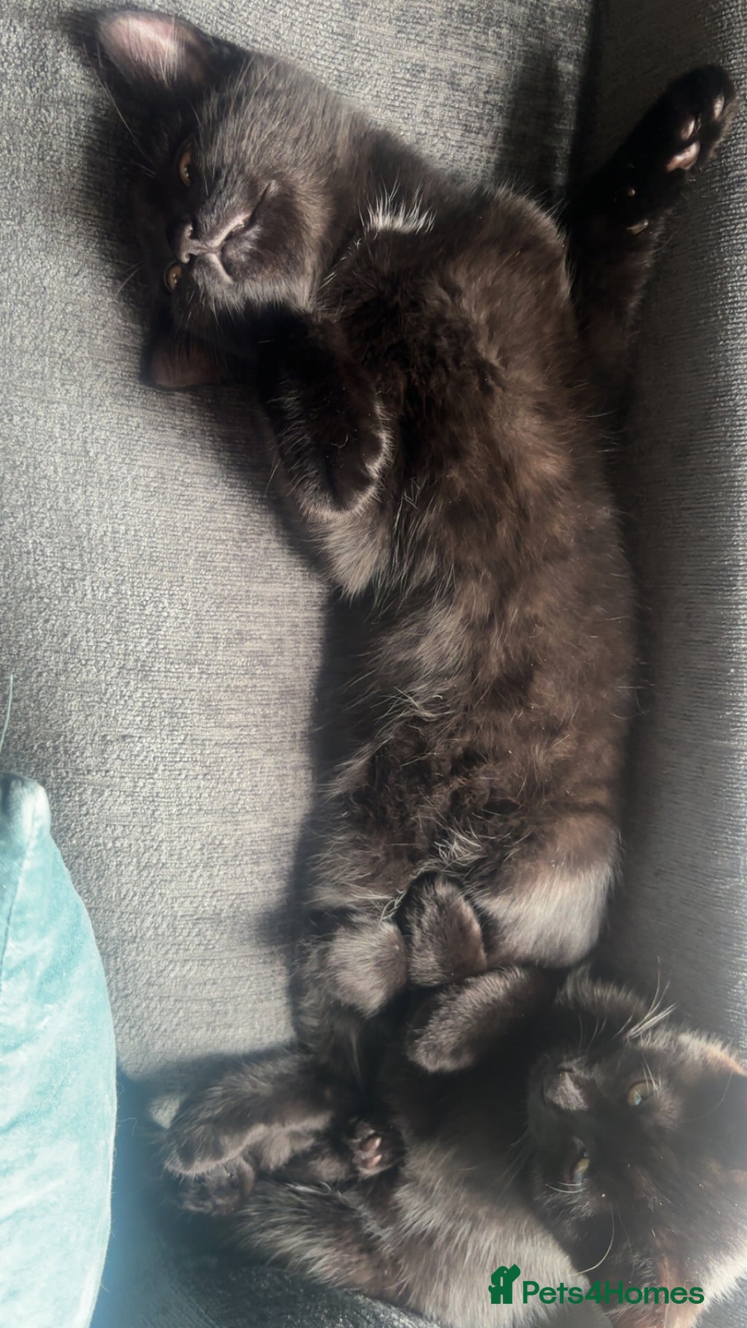 Domestic Shorthair cats for sale: Sweet and playful black Kittens - Image 4