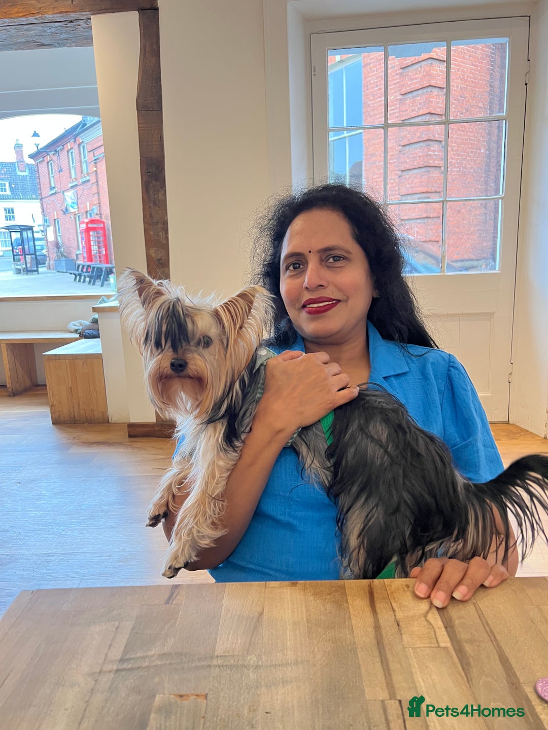 Yorkshire Terrier dogs for sale: Naughty needs a new lovely home  - Image 3